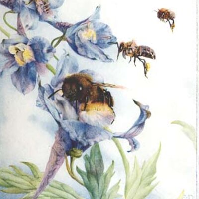 A Buzz about Bees: Four Hundred Years of Bees and Beekeeping